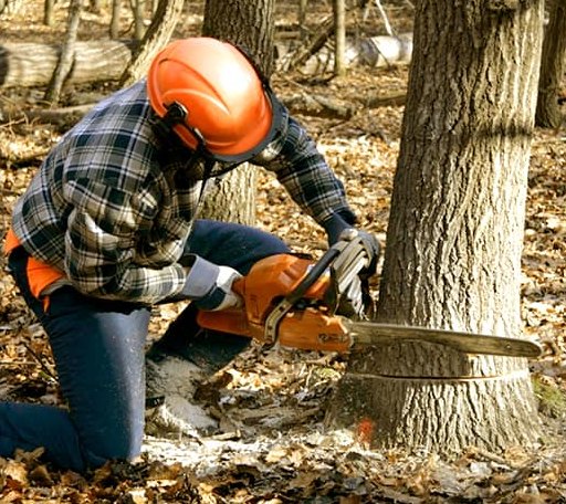 Tree Removal in Rockford, AL